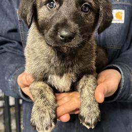 H.D Brown Girl - Brindle female Anatolian Shepherd Dog puppy in Frenchtown, Montana from Apex Anatolians