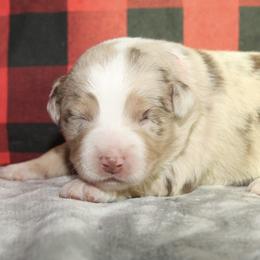 Sweetie - Red merle female Miniature Australian Shepherd puppy in Kissee Mills, Missouri from Clinkenbeard Kennel