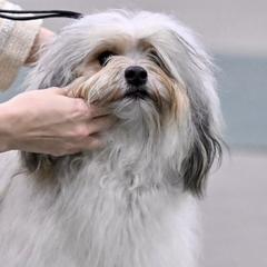 Lowchen from Earnest Kennel