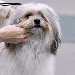 Lowchen from Earnest Kennel