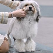 Lowchen from Earnest Kennel