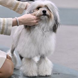 Lowchen from Earnest Kennel
