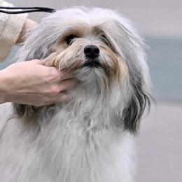 Lowchen from Earnest Kennel