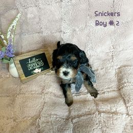 Cavapoo Puppies from Parke Cavapoo’s