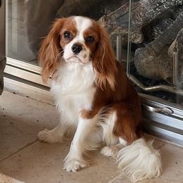Finn - Cavalier King Charles Spaniel