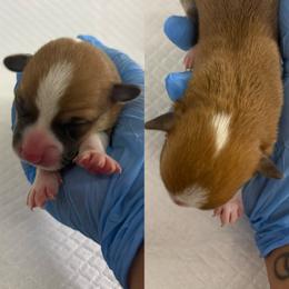 Franklin (AKC) - Red male Pembroke Welsh Corgi puppy in Loma Linda, California from Osorio’s Corgis