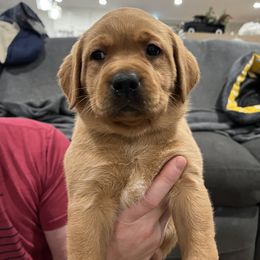 Labrador Retriever Puppies from Fia Red Retrievers