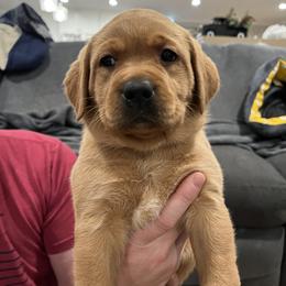 Labrador Retriever Puppies from Fia Red Retrievers