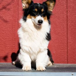 Kiwi - Pembroke Welsh Corgi