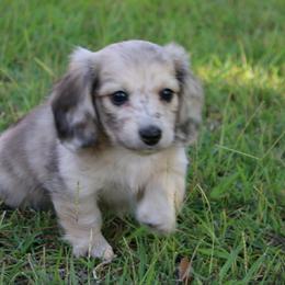 Cream Dapple - Dapple male Dachshund puppy in Saucier, Mississippi from Destiny's Dachshunds