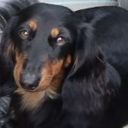 Dachshunds from Sally Styring