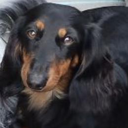Dachshunds from Sally Styring