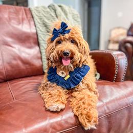 Jelly - Goldendoodle