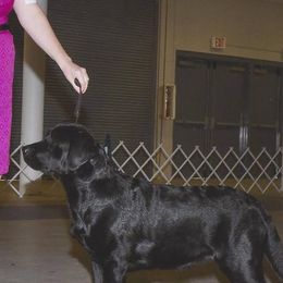 Labrador Retriever All Grown Up from Brighton Labradors