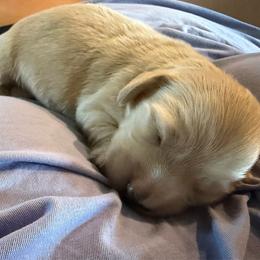 Georgie - Cream male Dachshund puppy in Muldrow, Oklahoma from Sassy Sausage Dogs