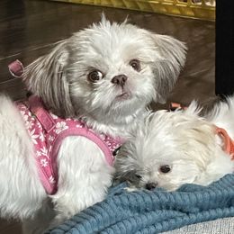 Shih Tzu Puppies from Prescious Shih Tzu’s