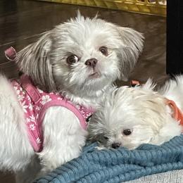 Shih Tzu Puppies from Prescious Shih Tzu’s
