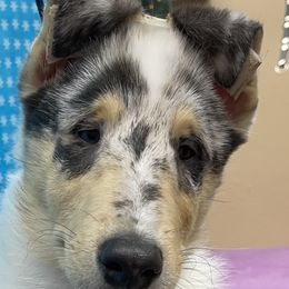 Boy 1 - Collie puppy in Graham, Washington from Diamund Collies
