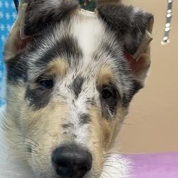 Boy 1 - Collie puppy in Graham, Washington from Diamund Collies