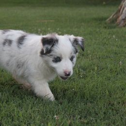 Sparrow - Slate merle female Border Collie puppy in Ripley, Oklahoma from Adventure5 Border Collies