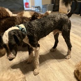Goldendoodles, Poodles, and Sheepadoodles from Doodle-Cove