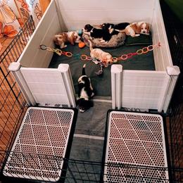 Basset Hound Puppies from Freeman's Floppy-Eared Bassets