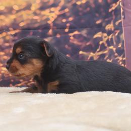 Jack - Black and tan male Yorkshire Terrier puppy in Lamar, Missouri from RJ’S Classy Yorkies