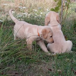 Labrador Retriever Puppies from Taylor Maid Labradors