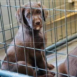 BLUE BOY - Chocolate male Labradoodle puppy in Franklinton, North Carolina from Green Acres Labradors