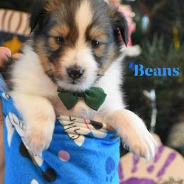 Beans - Sable and white male Shetland Sheepdog puppy in Gladbrook, Iowa from T Triple C Shelties
