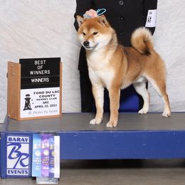 Senzo - Shiba Inu