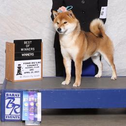 Senzo - Shiba Inu