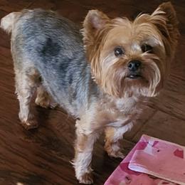 Gracie Brockopp - Yorkshire Terrier