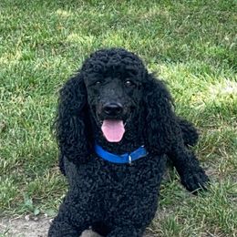 Poodles from Polk County Standard Poodles