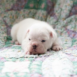Bulldog Puppies from Brandywine Bulldogs