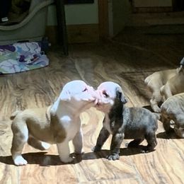 English Bulldog and French Bulldog Puppies from Benedict Family Frenchies, Bulldogs and Danes