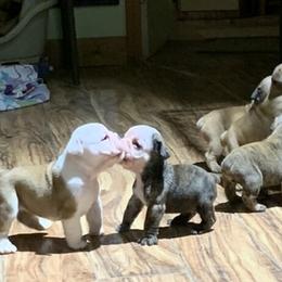 English Bulldog and French Bulldog Puppies from Benedict Family Frenchies, Bulldogs and Danes