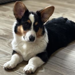 Cardigan Welsh Corgi Puppies from LoneStar Cardigan Welsh Corgis