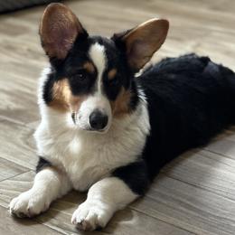 Cardigan Welsh Corgi Puppies from LoneStar Cardigan Welsh Corgis