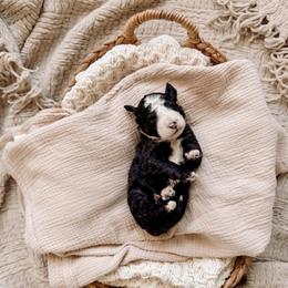 Brown Collar - Black and white male Bernedoodle puppy in Cold Spring, Minnesota from A.N.A. Doodles