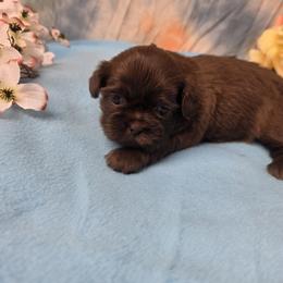 Girl 1 - Chocolate female Shih Tzu puppy in Green Bay, Wisconsin from Kim's Shih Tzus