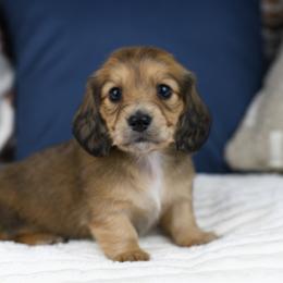 Rowyn - Cream female Dachshund puppy in Fredonia, Arizona from Kaibab Dachshunds