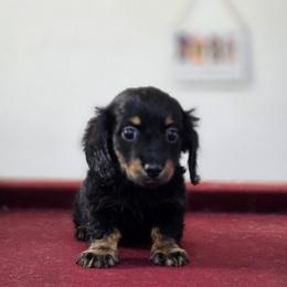 Cosmo - Black and tan female Dachshund puppy in De Land, Florida from Double Aces Doxies
