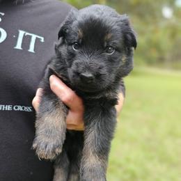 Pink collar girl - Bi-color female German Shepherd puppy in Lake City, Florida from Saylor Shepherds
