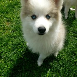 Pomsky Puppies from Fox Meadow Pomskies