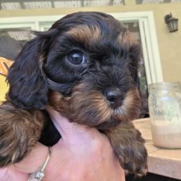 Venus - Black and tan female Cavapoo puppy in Auburn, California from Gold Country Doodles