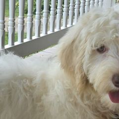 Toodles - White and gold Bordoodle puppy in Hillsboro, Wisconsin from Nolichuckey Bordoodles