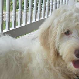 Toodles - White and gold Bordoodle puppy in Hillsboro, Wisconsin from Nolichuckey Bordoodles