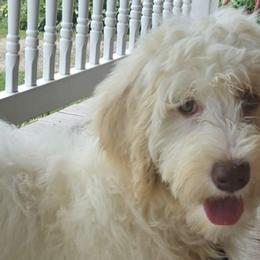 Toodles - White and gold Bordoodle puppy in Hillsboro, Wisconsin from Nolichuckey Bordoodles