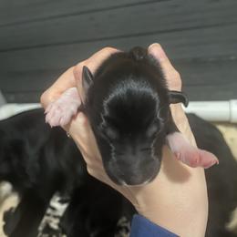 Girl 2 - female Australian Shepherd puppy in Wisconsin Dells, Wisconsin from Nicara kennel